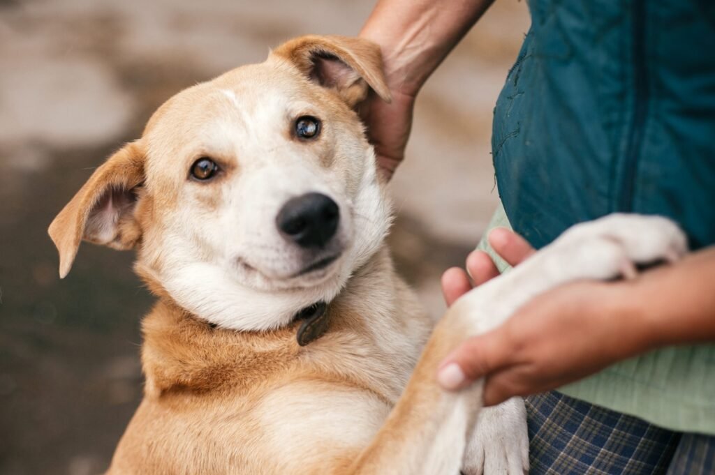 Life With Pets: How to FastTrack Emotional Support Animal Registration