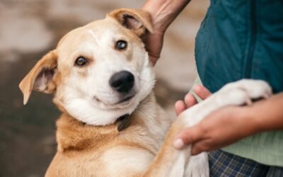 Life With Pets: How to FastTrack Emotional Support Animal Registration